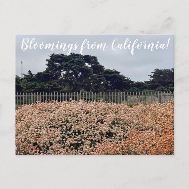 ¡Bloomers desde California! Postal (Anverso)