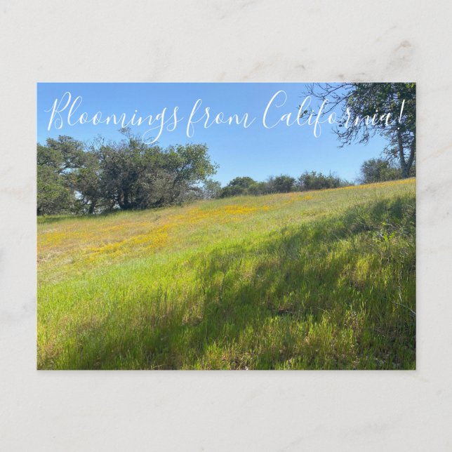 ¡Bloomers desde California! Postal (Anverso)