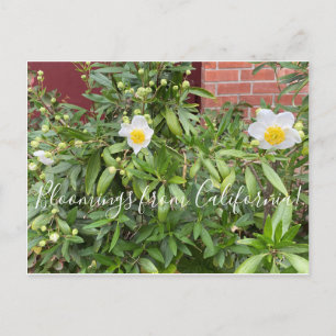 Bloomers desde California: Postal anémona de árbol