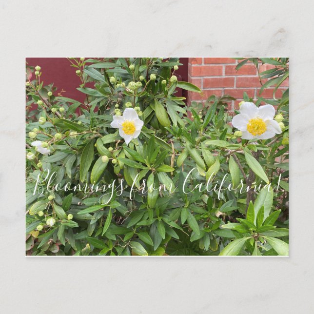 Bloomers desde California: Postal anémona de árbol (Anverso)