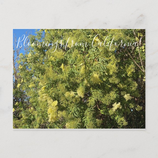Bloomers desde California: Postales de Black Elder (Anverso)
