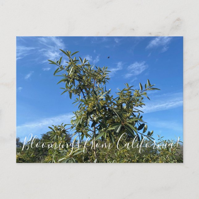 Bloomers desde California: Postales de Coffeeberry (Anverso)
