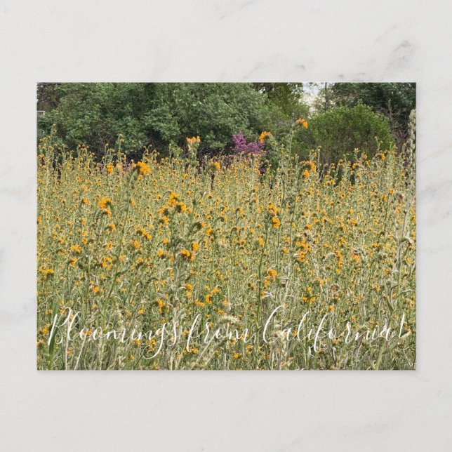 Bloomers desde California: Postales de cuellos de  (Anverso)