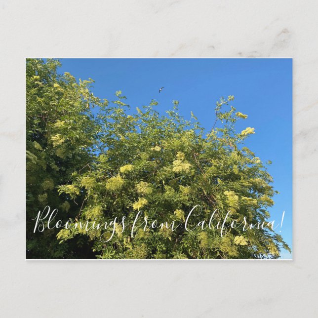 Bloomers desde California: Postales de Elderberry (Anverso)