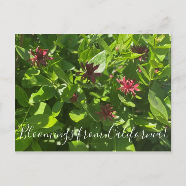 Bloomers desde California: Postales de Spice Bush (Anverso)