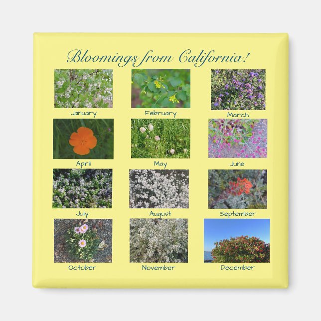 ¡Bloomes desde California! imán (Frente)