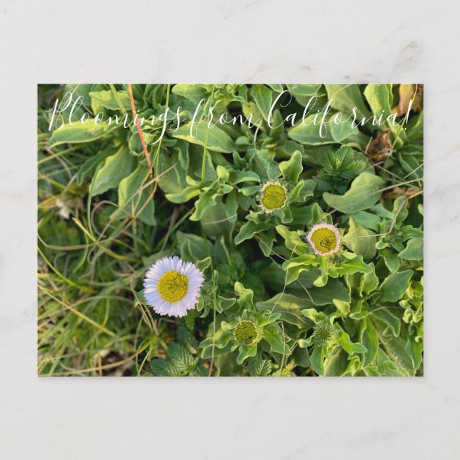 Bloomes desde California: Postales de Aster de Pla (Anverso)