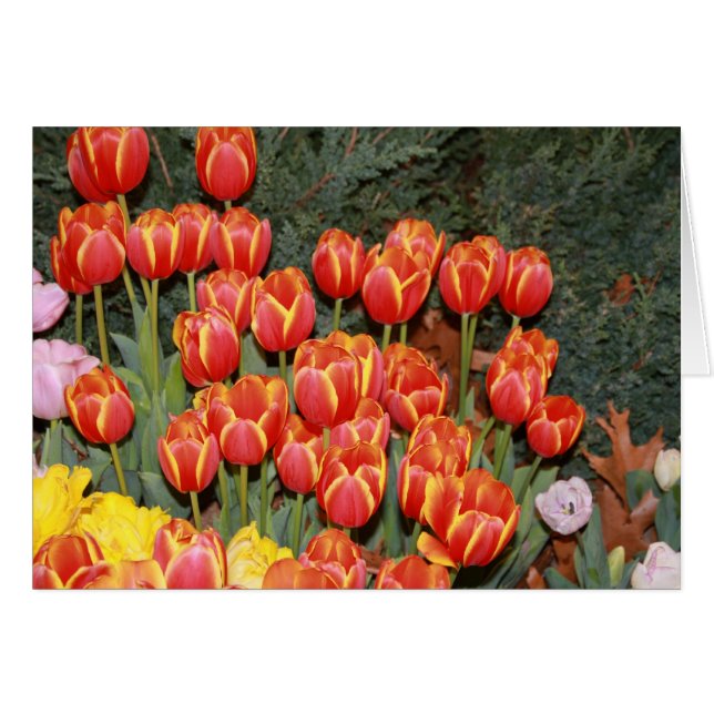 ¡Bloomin' Tulips! (Anverso (Horizontal))