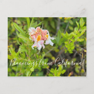 Bloomings desde California: La postal del oeste de