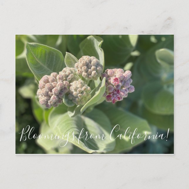 Bloomings desde California: La postal Showy Milkwe (Anverso)