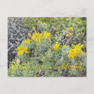 Bloomings desde California: Postales de Bladderpod