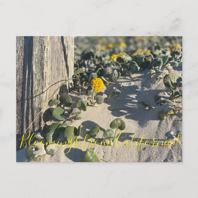Bloomings desde California: Postales de Sand Verbe (Anverso)