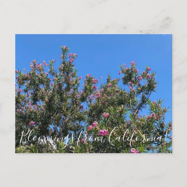Bloomings desde California: Postales del desierto  (Anverso)