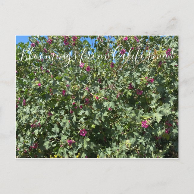 Bloomings desde California: Postales Rosas de Malv (Anverso)