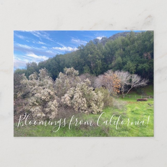 Bloomings from California: Postal de Coyote Bush (Anverso)