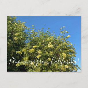 Bloomings from California: Tarjeta postal Elderber