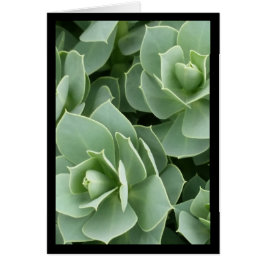 Blooms verdes - Canción del Sol. Tarjeta de felici