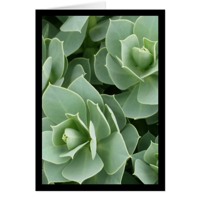 Blooms verdes - Canción del Sol. Tarjeta de felici (Frente)