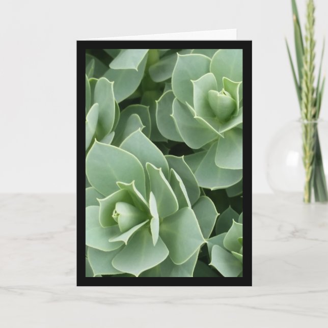 Blooms verdes - Canción del Sol. Tarjeta de felici (Anverso)