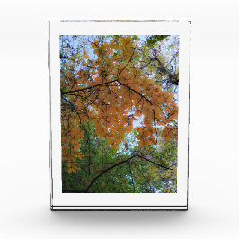 Bloque de Foto de Otoño Dorado