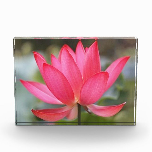 Bloque de fotos (Anverso)