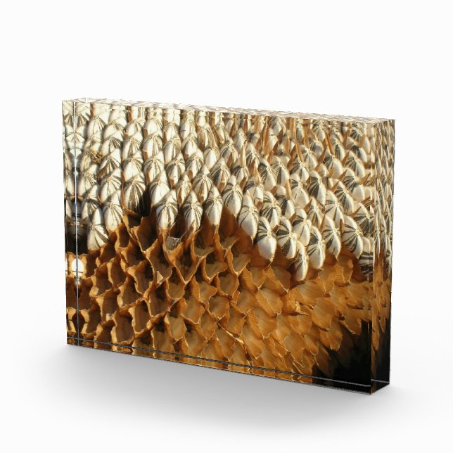 Bloque de fotos - Cabeza de girasol seco (Derecha)