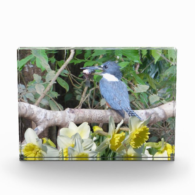 Bloque de fotos de Daffodil (Anverso)