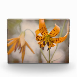 Bloque del este de la foto del Wildflower de los