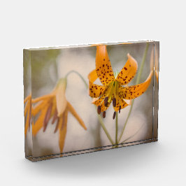 Bloque del este de la foto del Wildflower de los