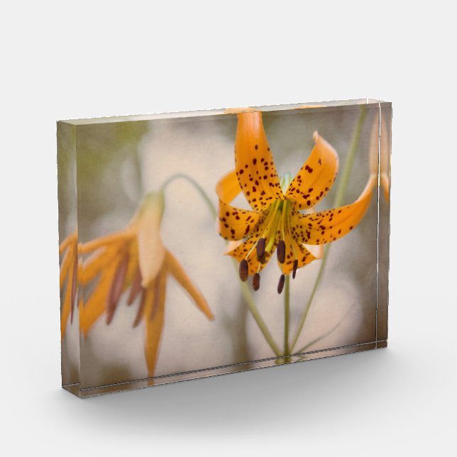 Bloque del este de la foto del Wildflower de los (Izquierda)