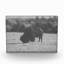 Bloque fotográfico de American Bison (Búfalo)