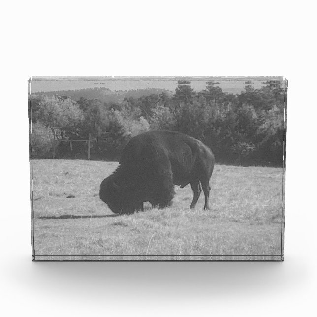 Bloque fotográfico de American Bison (Búfalo) (Anverso)