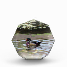 Bloque fotográfico de pato salvaje