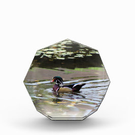 Bloque fotográfico de pato salvaje