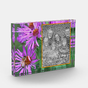 Bloque Para Fotos Abeja De Miel En Flor De Aster Rosa Añade La Propi