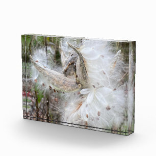 Bloque Para Fotos Abrir Pods Milkweed Semillas con seda