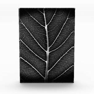 Bloque Para Fotos Acercamiento de la hoja brillante en blanco y negr