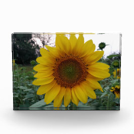 Bloque Para Fotos Add Sunshine with This Bold Sunflower Photo Block