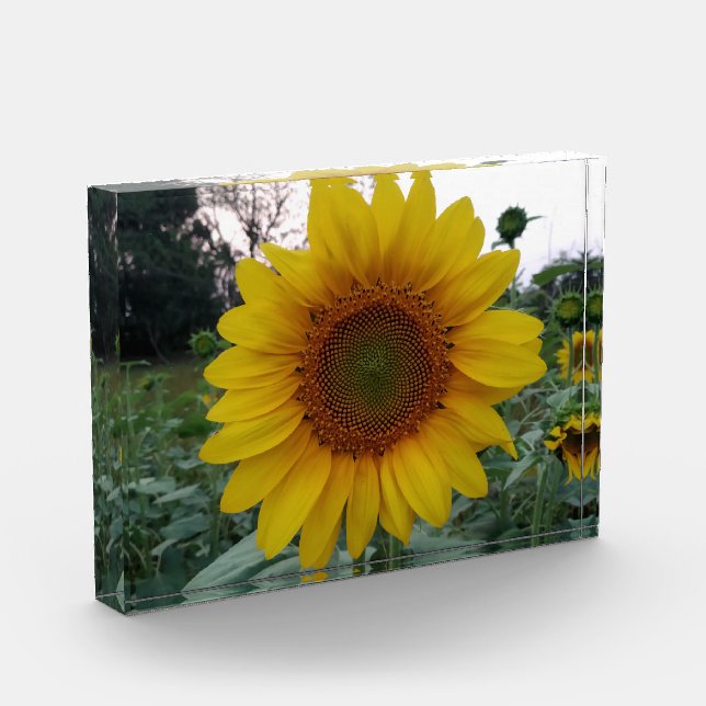 Bloque Para Fotos Add Sunshine with This Bold Sunflower Photo Block (Izquierda)