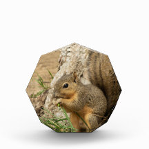 Adorable escritorio de cristal de ardilla