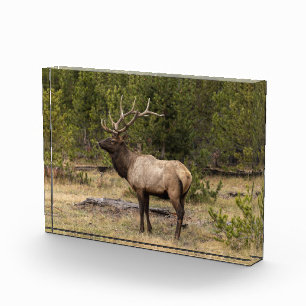 Bloque Para Fotos Alce macho Parque Nacional Yellowstone, Wyoming