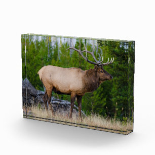 Bloque Para Fotos Alce Parque Nacional Yellowstone, Wyoming