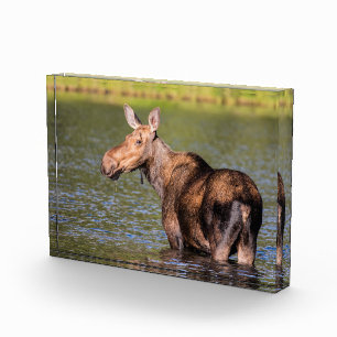 Bloque Para Fotos Alimentación de alces en el Parque Nacional Glacia