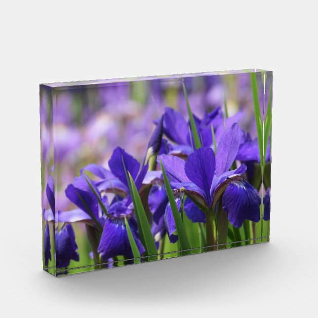 Bloque Para Fotos Amethyst Purple Irises (Izquierda)