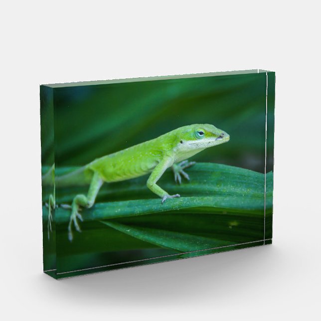 Bloque Para Fotos Anole Lizard (Izquierda)