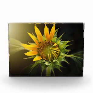 Bloque Para Fotos Apertura de girasol en pleno auge
