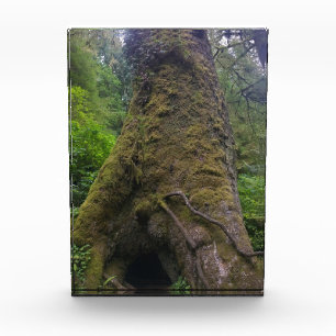 Bloque Para Fotos Árbol de Spruce gigante, Cabo Perpetua, O