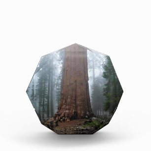 Bloque Para Fotos Árbol general Sherman, Sequoia, CA