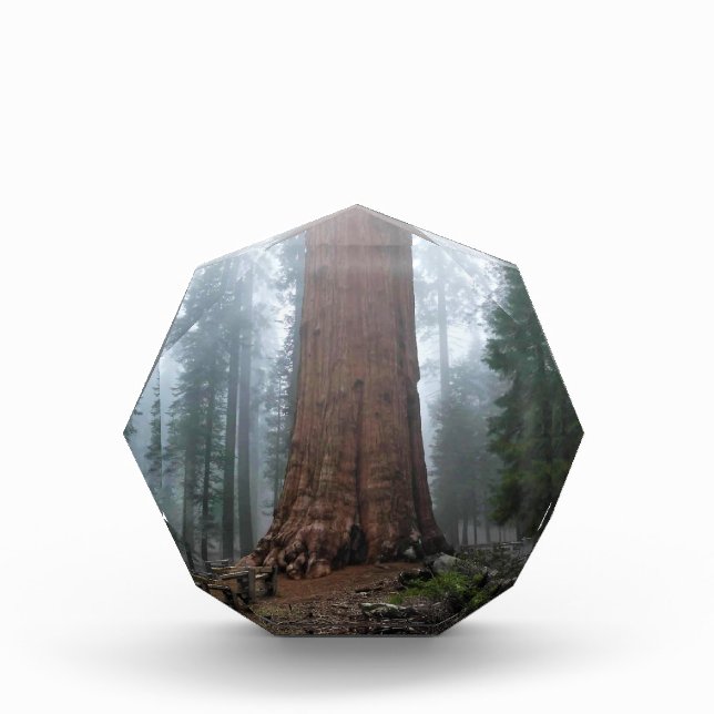 Bloque Para Fotos Árbol general Sherman, Sequoia, CA (Anverso)
