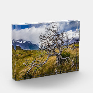 Bloque Para Fotos Árbol quemado, Torres del Paine, Chile
